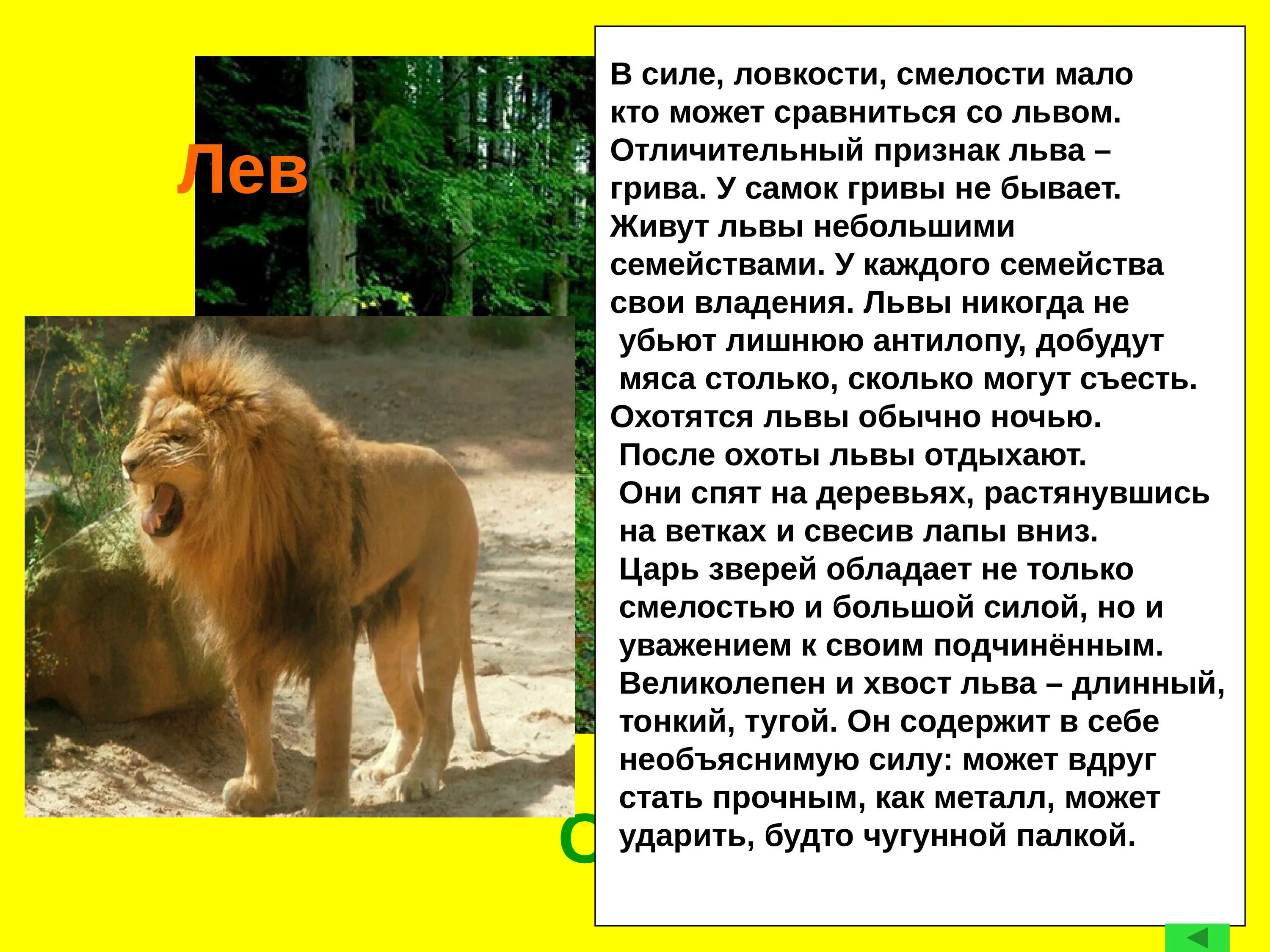 Лев энциклопедия для детей. Рассказать о львах. Рассказ про льва. Проект про льва. Описание льва.