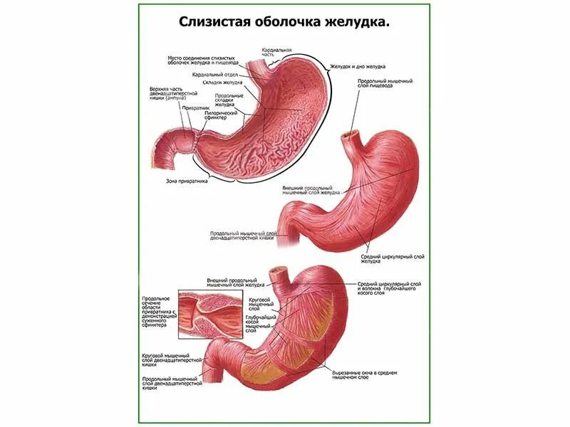 Слизистой оболочки желудка признаки