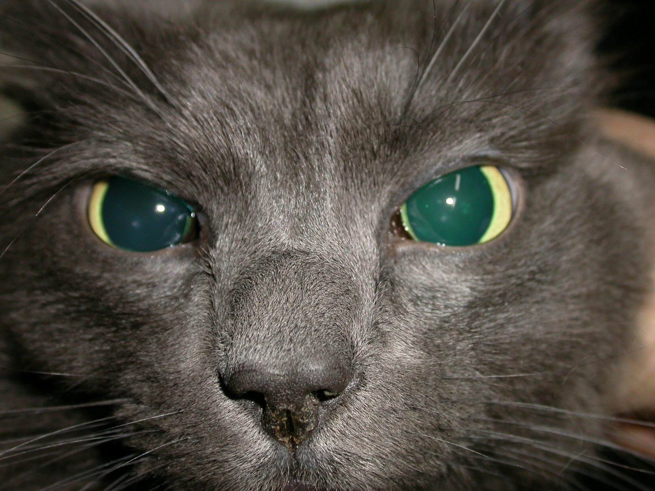 На свету глаз слепнет. Глаукома и катаракта у кошек. Анизокория кошек анизокория у кошек.