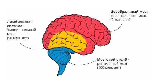 Старый новый мозг. Мозг млекопитающего лимбическая система. Лимбическая система головного мозга и эмоции. Мозг человека неокортекс и лимбическая система.