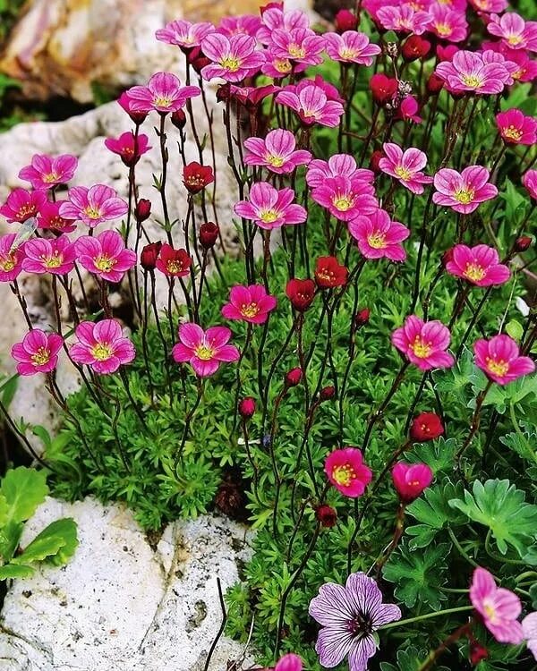 Камнеломка арендса. Камнеломка теневая variegata. Камнеломка арендса триумф. Камнеломка цветок садовый. Камнеломка арендса пурпурная мантия.