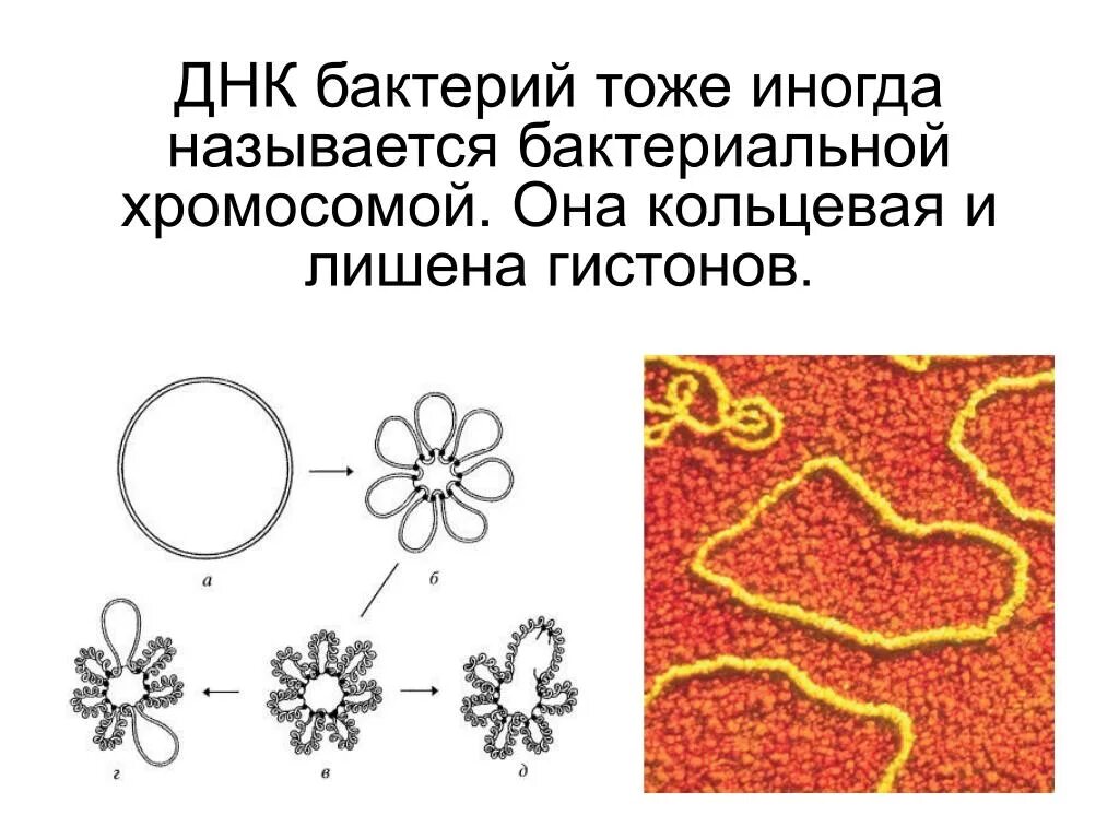 Форма кольцевой днк. ДНК бактерий. Строение ДНК бактерий. Кольцевая молекула ДНК бактерий. Структура кольцевой ДНК бактерий.