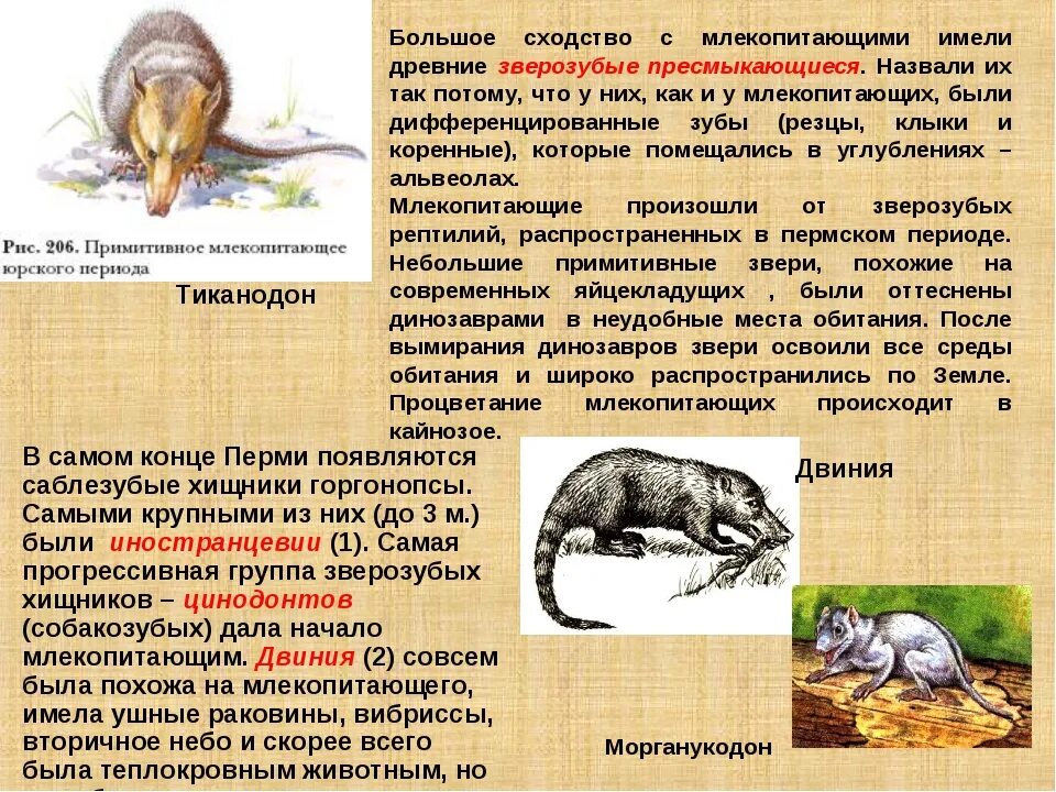 Млекопитающие звери. Млекопитающие животные презентация. Происхождение млекопитающих. Презентация на тему млекопитающие.