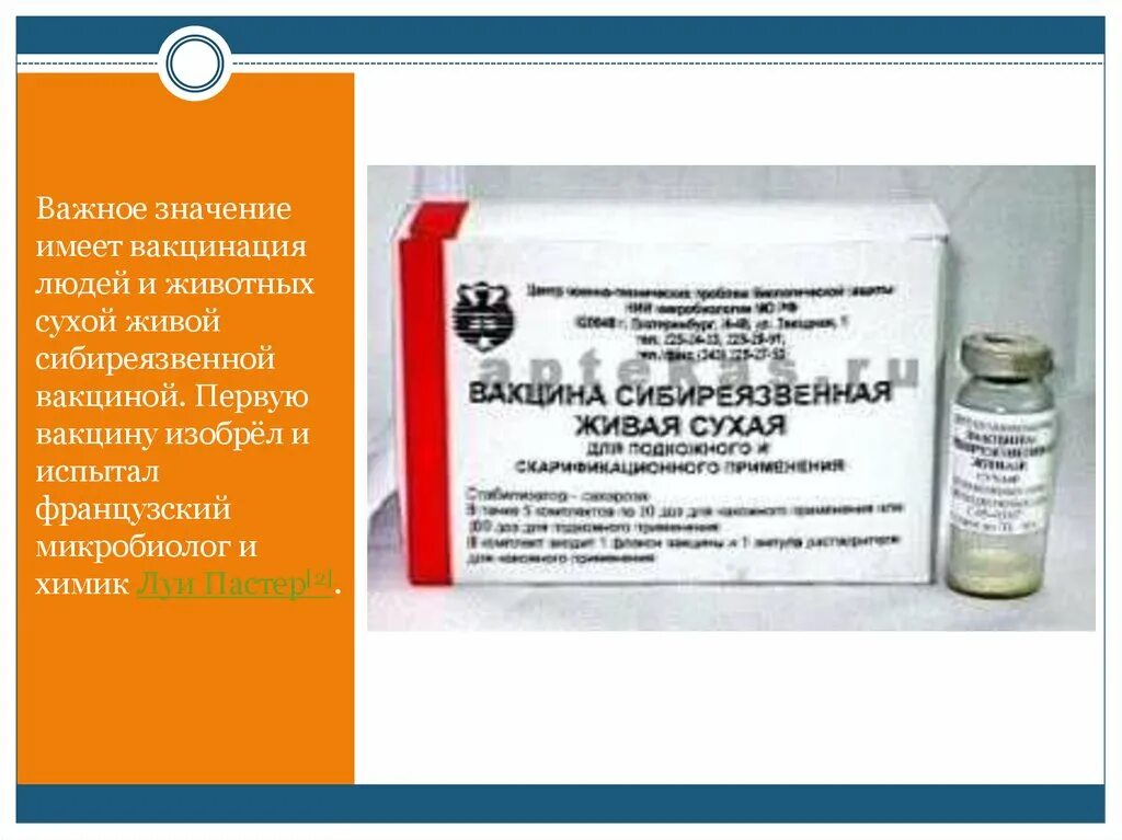 Вакцина против сибирской язвы животных. Вакцина сибиреязвенная сти Живая сухая. Вакцина сибирской язвы Живая сухая. 1. Живая сибиреязвенная вакцина «сти». Сибирская язва вакцинация.