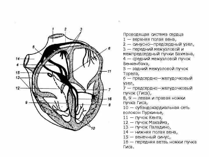 Две верхние полые вены. Проводящая система сердца схема. Проводящая система сердца узлы пучки волокна. Проводящая система сердца животных схема. Структура проводящей системы сердца схема.