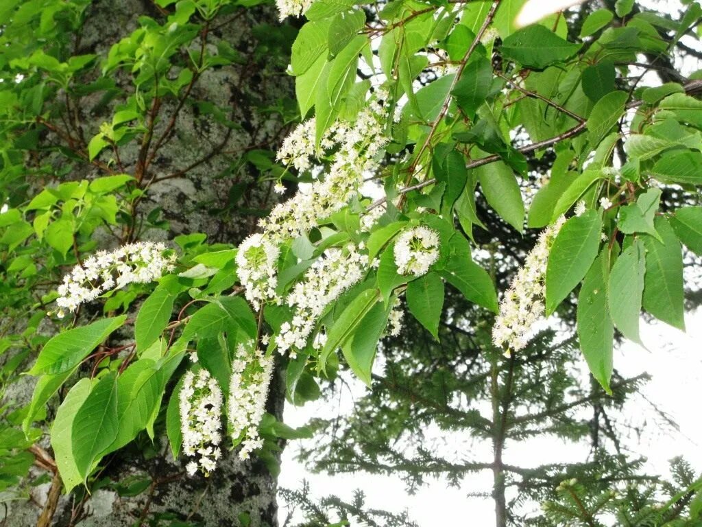 Черемуха Padus ssiori. Черемуха Prunus ssiori. Черёмуха обыкновенная дерево. Черемуха Сьори (Padus ssiori). В каком месяце черемуха