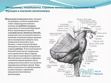 Медиальные коленчатые тела