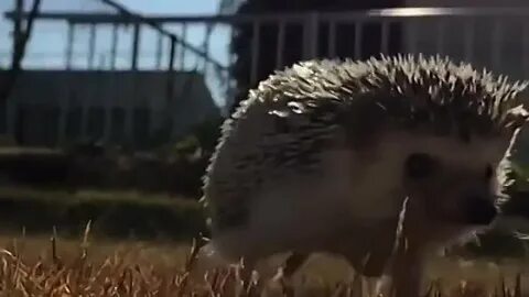 А4 ежик видео