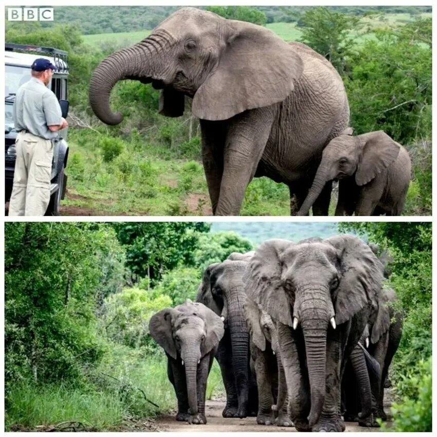 Где стоят слоны. Стадо слонов. Стадо слонов в 2012 году. Стадо слоних. Слон рядом с человеком.