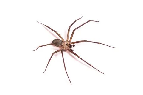 Home spider