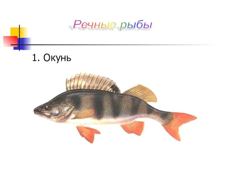 Составь устно описание окуня 1 класс. Окунь 1 класс. речной окунь класс. окунь окружающий мир 1 класс. речной окунь 1 класс.