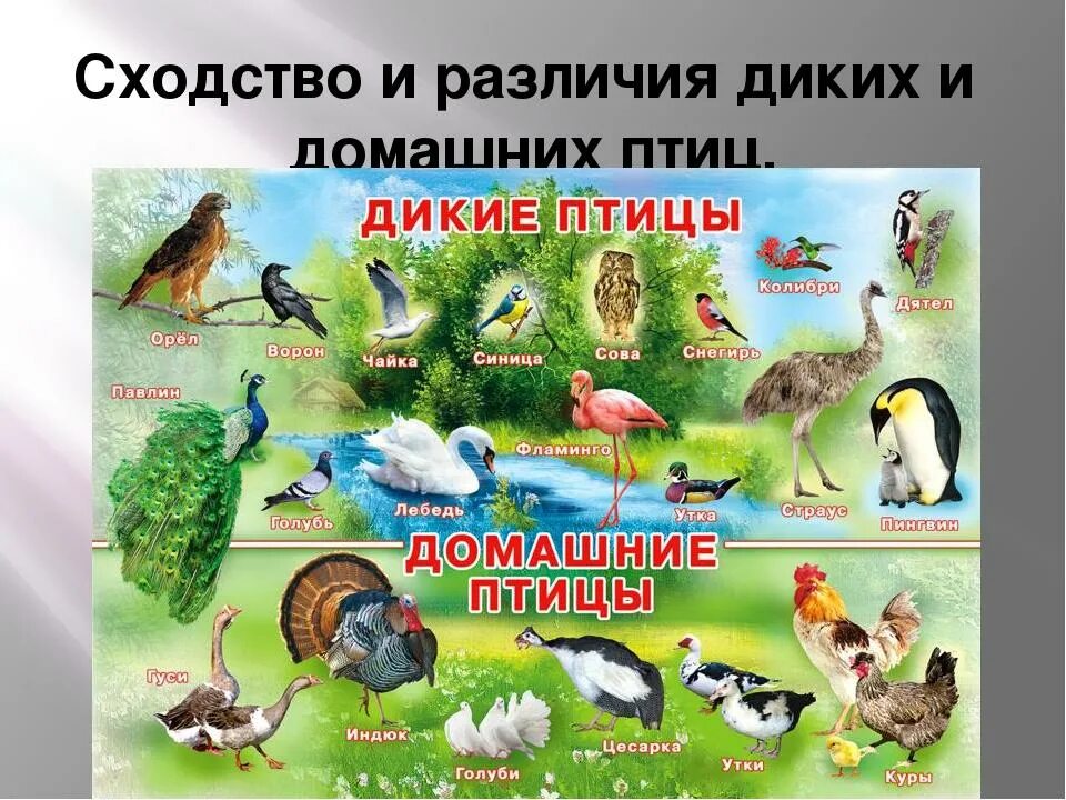 Группа животных птицы примеры Экологические группы птиц 7 класс