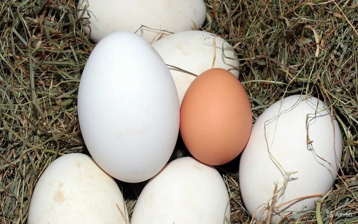 Сколько стоит десяток гусиных яиц. Яйцо гусиное инкубационное. Утиные и гусиные яйца. Яйца куриные гусиные Утиные. Гусиное и куриное яйцо.