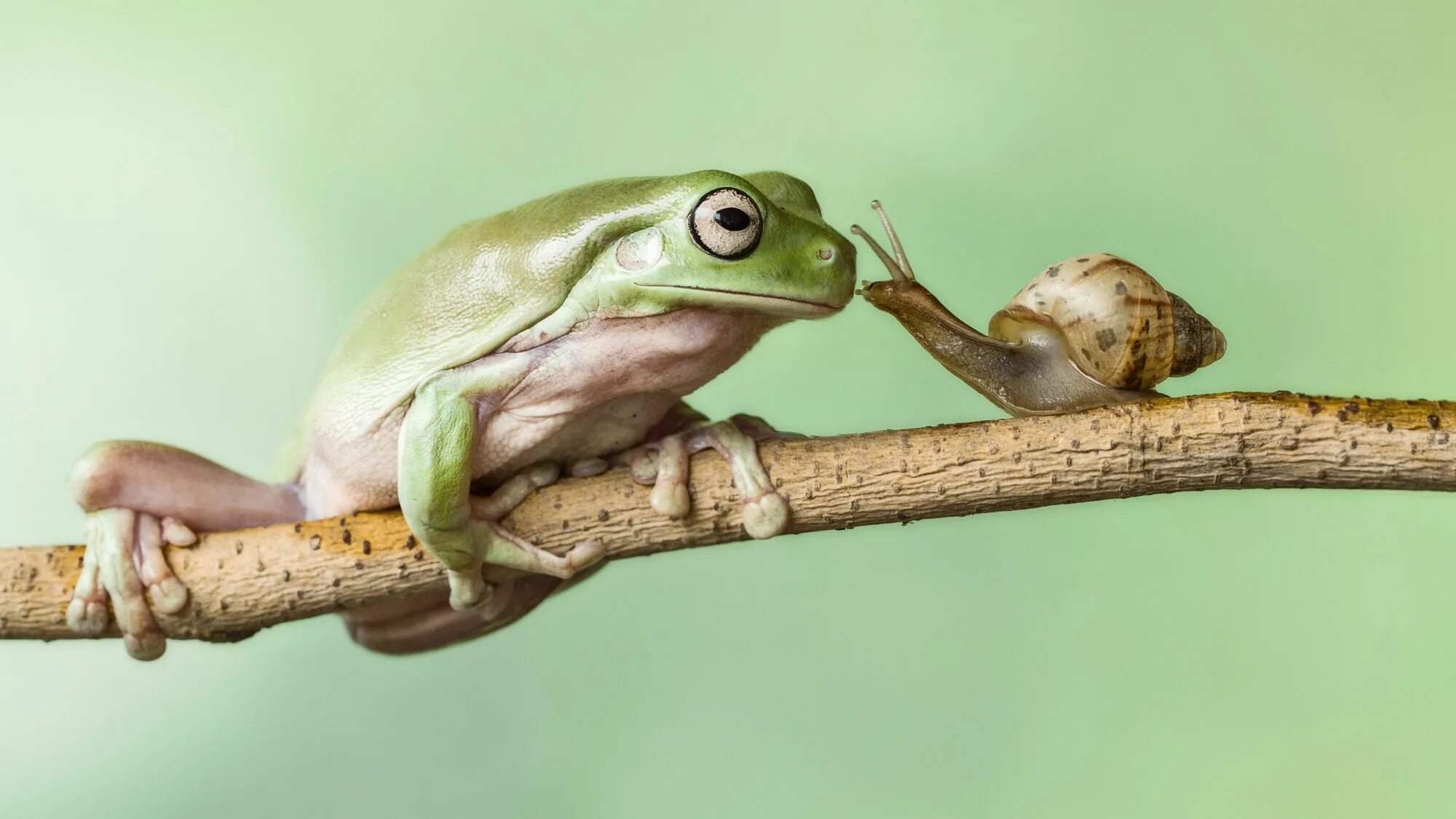 что едят лягушки. что едят лягушки. жаба питается слизнями. лягушка и слизень. питание лягушки.