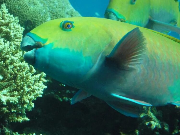 носач хирург рыба. рыбка морская с клювом. шишколобый губан. зелёная шишколобая рыба-попугай. пеликан водоплавающая птица.