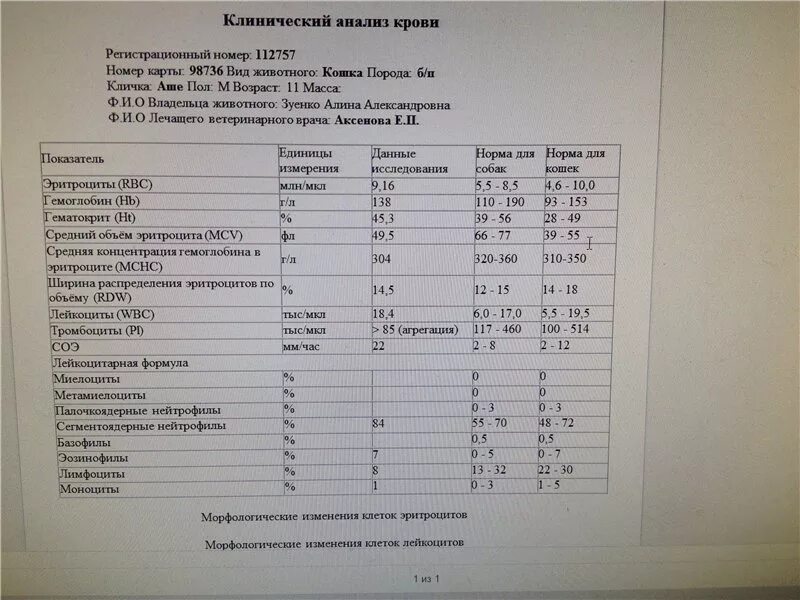 Лейкоциты в каком анализе. Нормы показателей биохимического анализа крови у собак. Нормальные показатели общего анализа крови у кошек. Биохимия кошачьего анализа крови норма. Расшифровка анализа крови у кошки показатели и норма.