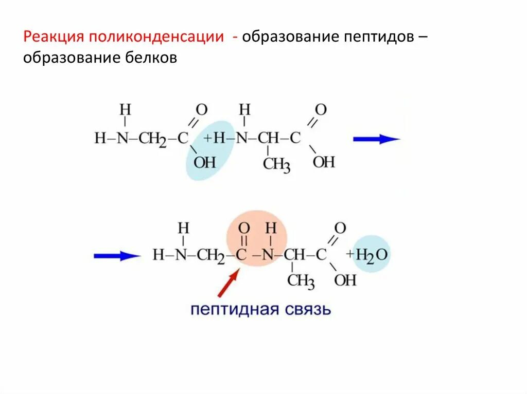 Реакции образования связи с с. Реакция образования пептидов. Механизм образования пептидной связи. Реакция образования пептидной связи. Реакции поликонденсации с образование пептидов.