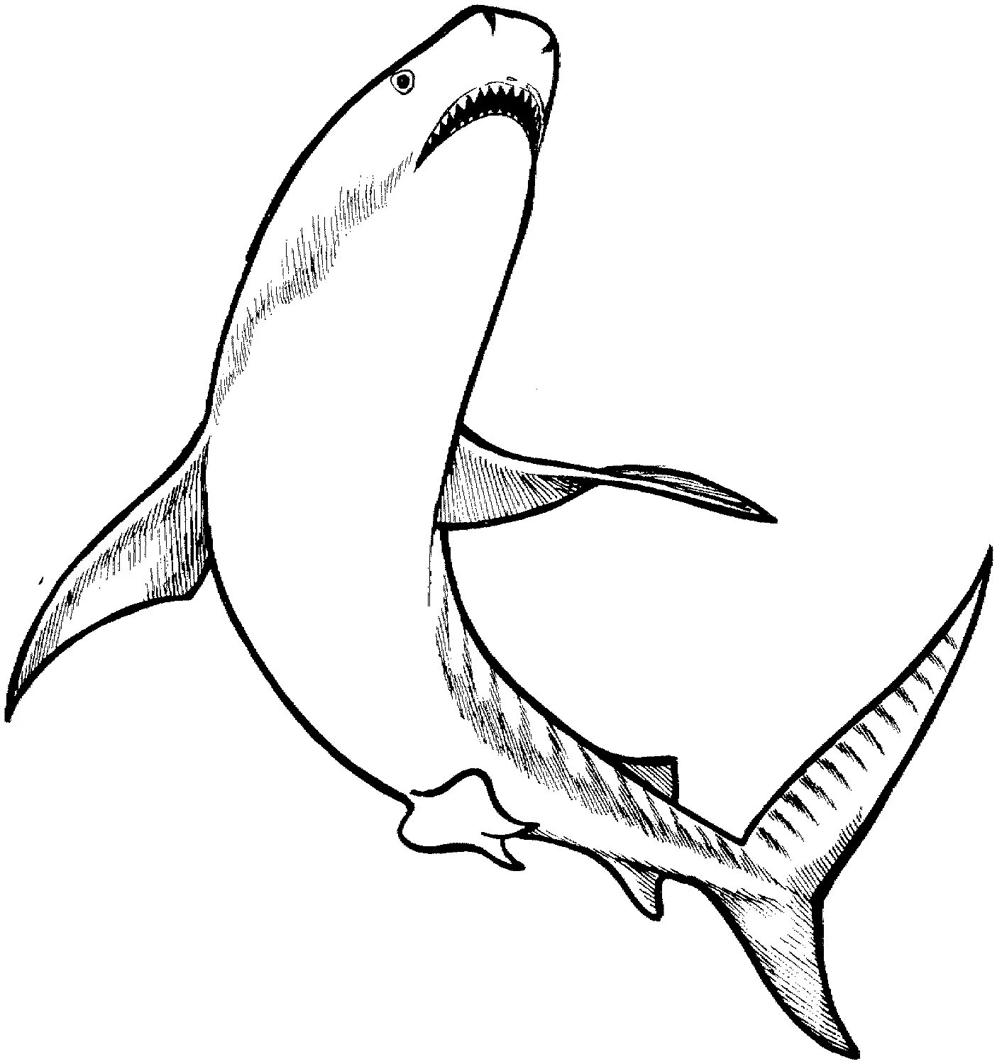 Раскраски акула. Акула раскраска. Тигровая акула раскраска. Акула карандашом для срисовки. Белая акула раскраска для детей.