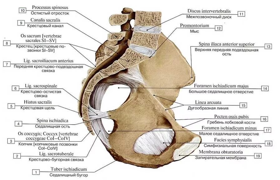Строение органов человека вид сзади. Основание черепа снизу анатомия. Лобная кость os frontale. Наружное основание черепа строение анатомия. Кости медиальной стенки глазницы.