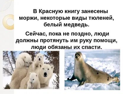 Международная красная книга белый медведь
