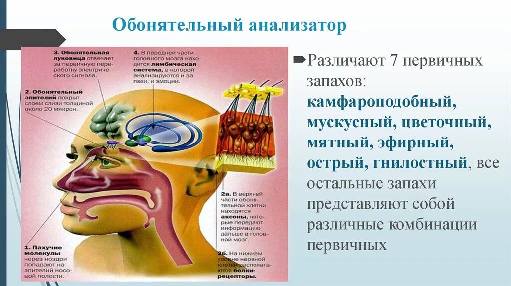 Обонятельный проводниковый отдел. Обонятельный анализатор органы и функции. Обонятельная система человека строение и функции. Строение обонятельного анализатора анализатора. Обонятельный анализатор 8 класс биология.