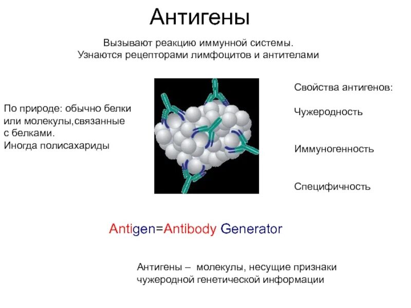 Антигены вызывают. Антигены строение свойства. Антиген это кратко. Белки иммунной системы. Химическая структура антигена.