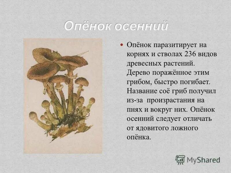 Сообщение о опятах. Сообщение о опятах
