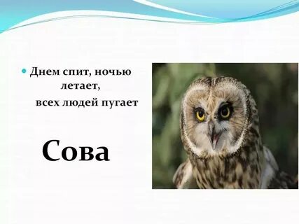 Загадка про сову для дошкольников