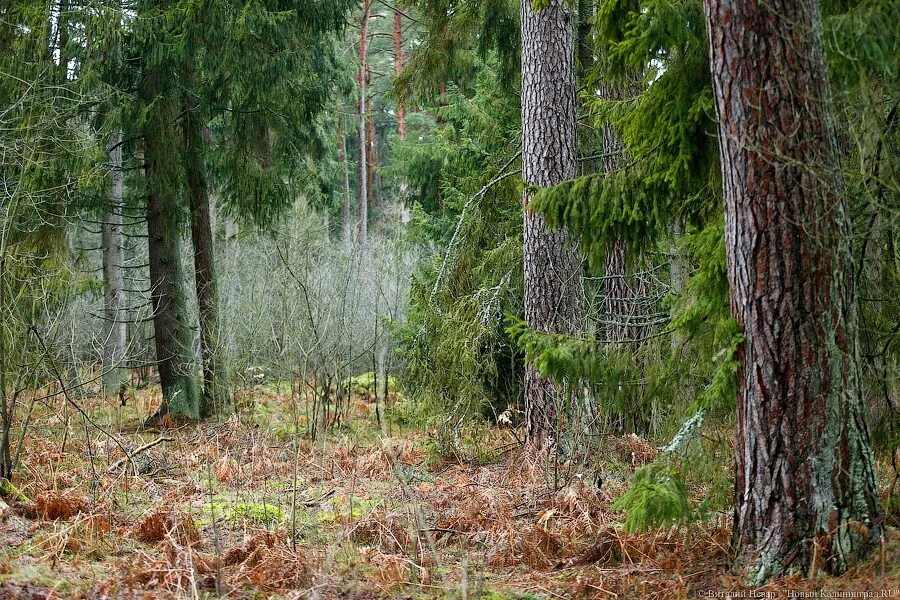 Краснознаменск Калининградская область лес. Вырубка лесов на Куршской косе. Лесные ресурсы Калининградской области. Озерск лес.