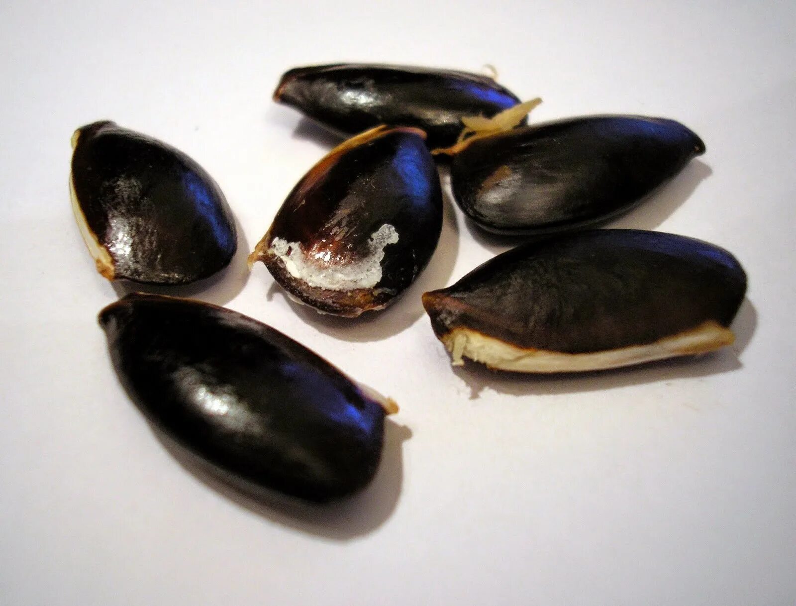 Семечко нектарина. Строение семянки подсолнечника. Семянка подсолнечника. Семечки подсолнечника пузанок. Семечко подсолнуха на белом фоне.