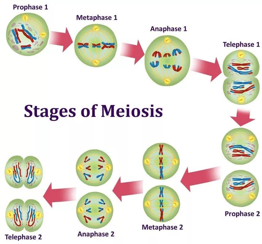 Phases of Meiosis. Деление клетки мейоз. Meiosis Stages. Митоз. Different stages