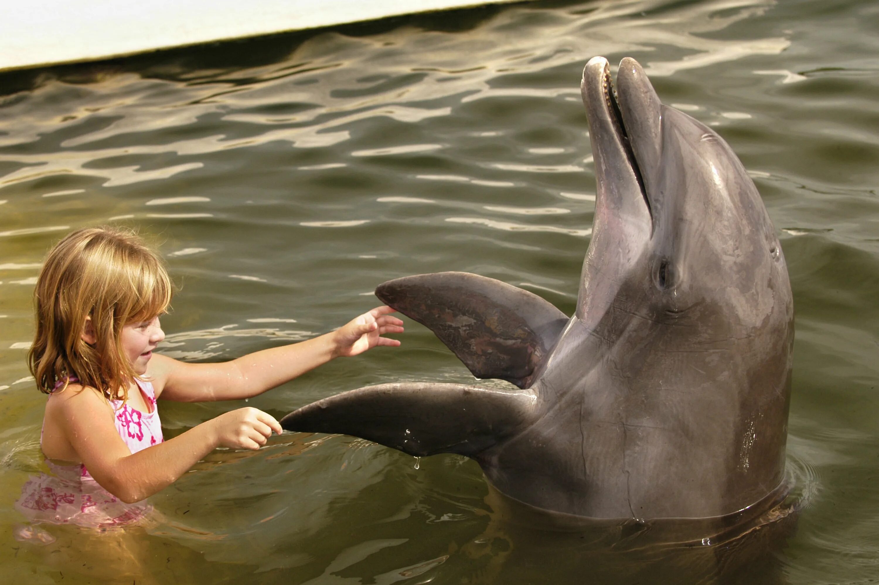 Есть ли дельфин людей. Дельфины. Человек Дельфин. Дельфины и люди. Дельфины люди моря.