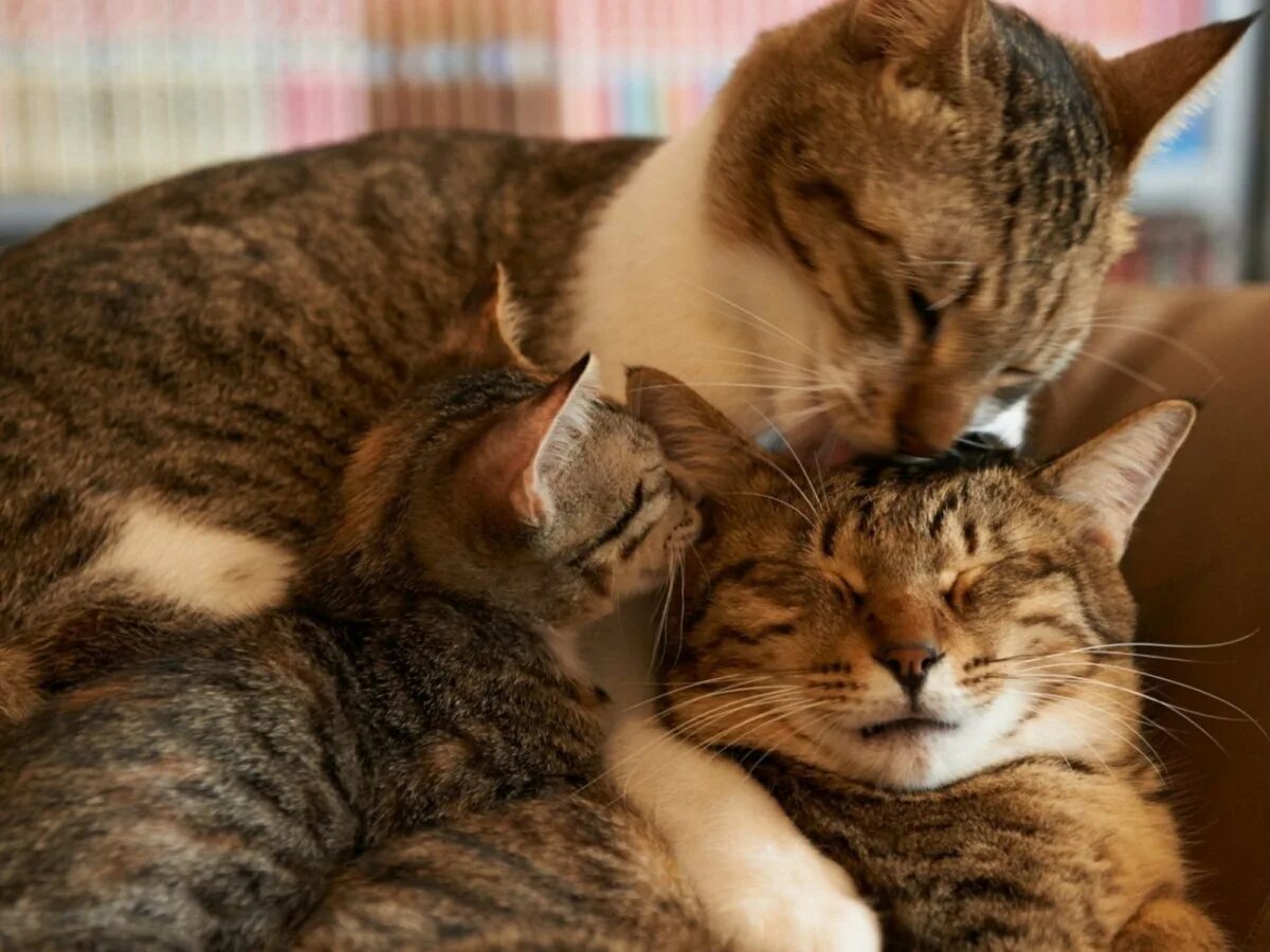 Мамины коты. Кошки любовь. Семья котов. Мама кошка. Влюбленные кошки.