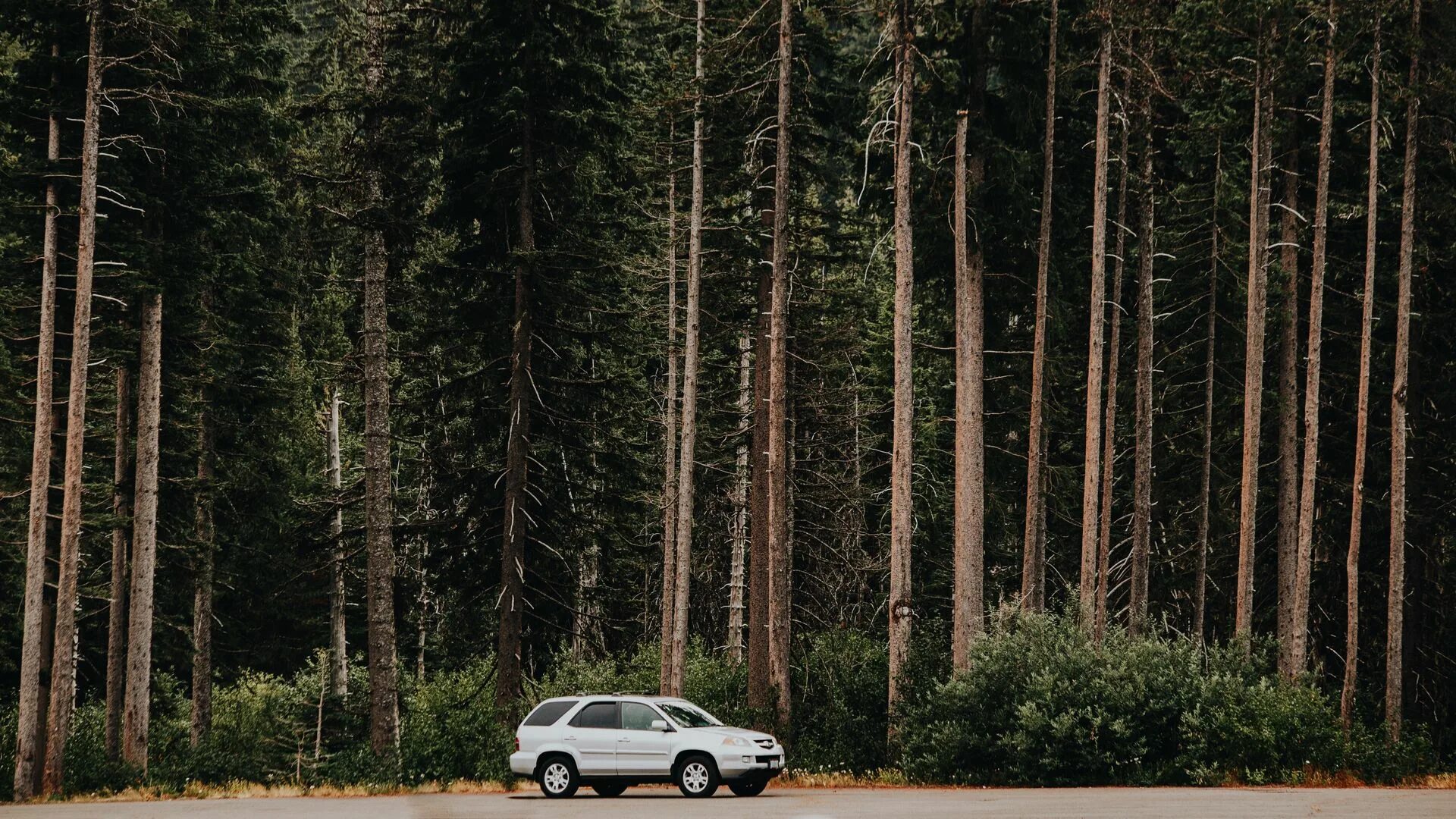 Forest side