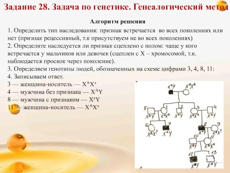 Задачи на псевдоаутосомное наследование егэ. Алгоритм решения задач по биологии генетика. как решать задачи по генетике алгоритм. решение задач генетика родословные. задачи по генетике егэ биология.