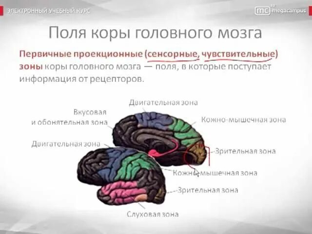 Первичные поля мозга. Основы мозга психология. Картинки психика и её физиологические основы. Тест анатомно-физиологические основы психики. 10% Мозга.