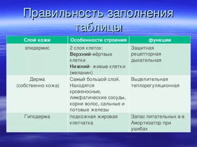 Клетчатка строение и функции. Таблица кожа слои кожи особенности строения функции. Слои кожи строение и функции таблица. Строение и функции кожи слой кожи особенности строения функции. Таблица слой кожи особенности строения функции.