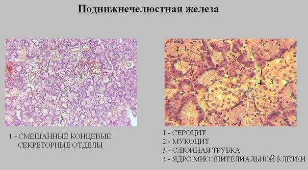 Что такое строма в гистологии