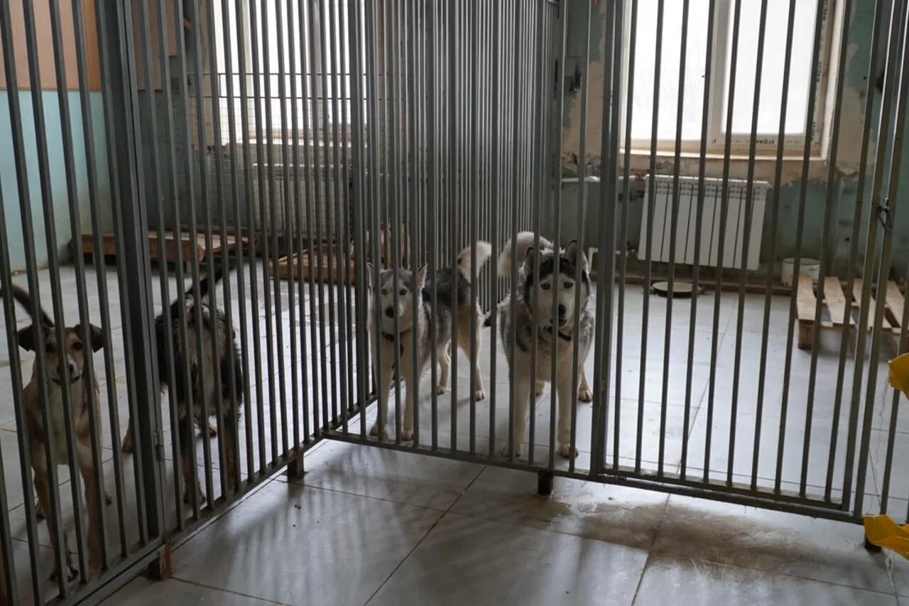 Приют для животных волгоград красноармейский район бахтурова. Омский приют для кошек. Омский приют для животных. Приют я живой оренбург. Приют хвостатый дом волгоград.