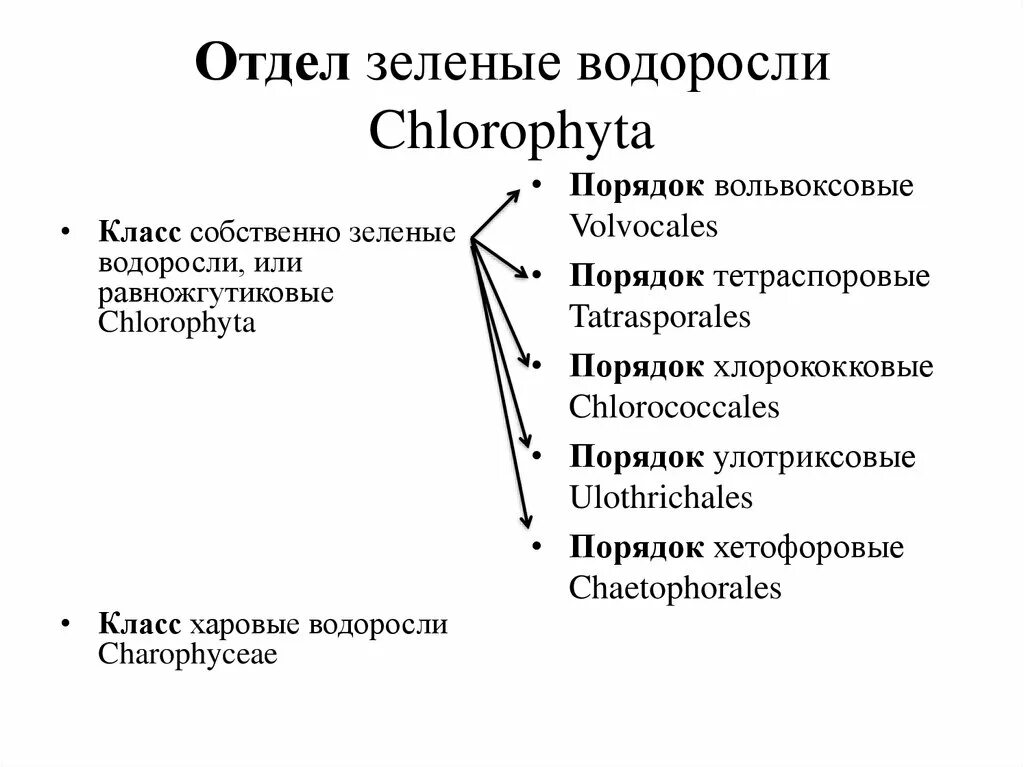 Систематическое положение водорослей. Отдел зеленые водоросли систематика. chlorophyta отдел зелёные водоросли. классификация зеленых водорослей. классы отдела зеленые водоросли.