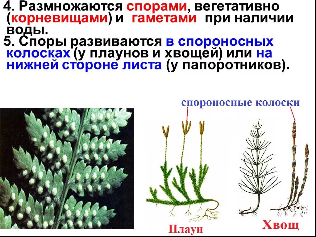 Хвощи размножаются. Вегетативное размножение плаунов. Споровое размножение. Споры у хвощей созревают в. Папоротники хвощи размножаются.