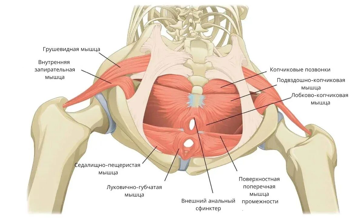 Мышцы тазового дна у женщин анатомия. Мышцы малого таза анатомия строение. Мышцы малого таза у женщин. Мышцы малого таза у женщин анатомия. Лк мышца