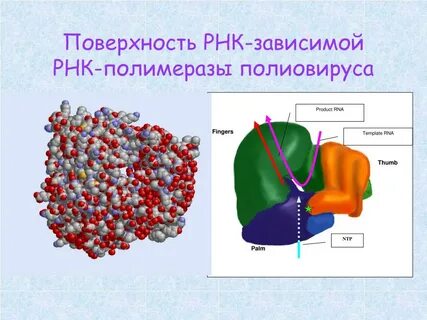 Днк зависимая