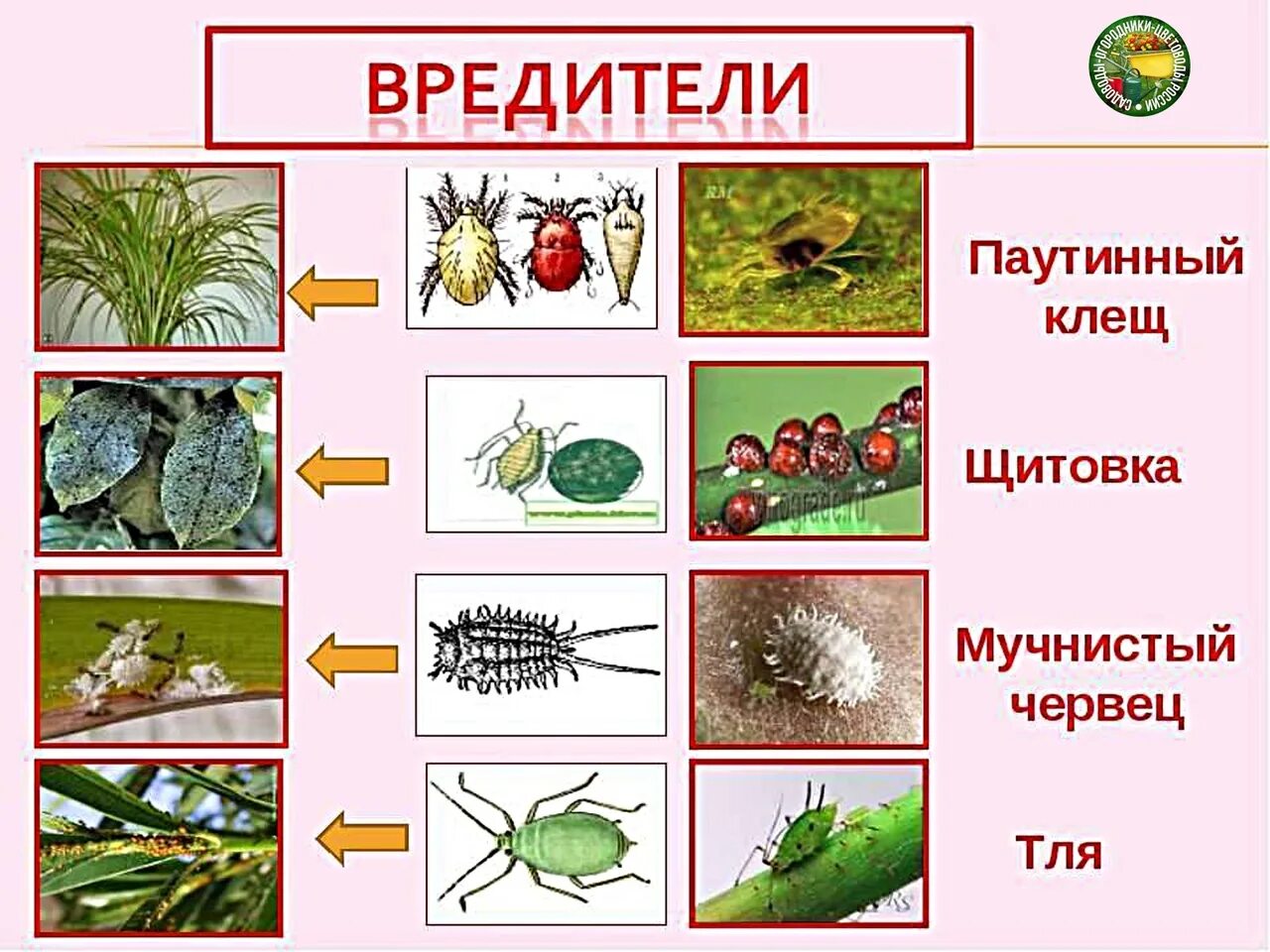 Насекомые вредители щитовки. Вредители комнатных растений. Вредители на цветах комнатных. Аредителина растениях комнатных. Группы вредных организмов