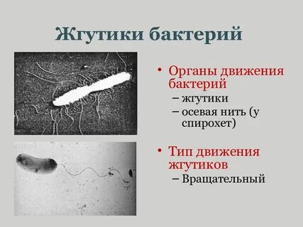 Функция жгутика бактериальной клетки