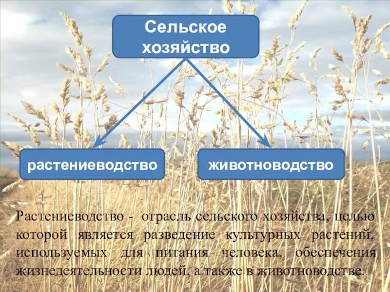 Отрасли сельского хозяйства. Отрасли растениеводства и животноводства. Растениеводство отрасль сельского хозяйства. Отрасли растениеводчтва и ж. Схема связи растениеводства и животноводства и промышленности