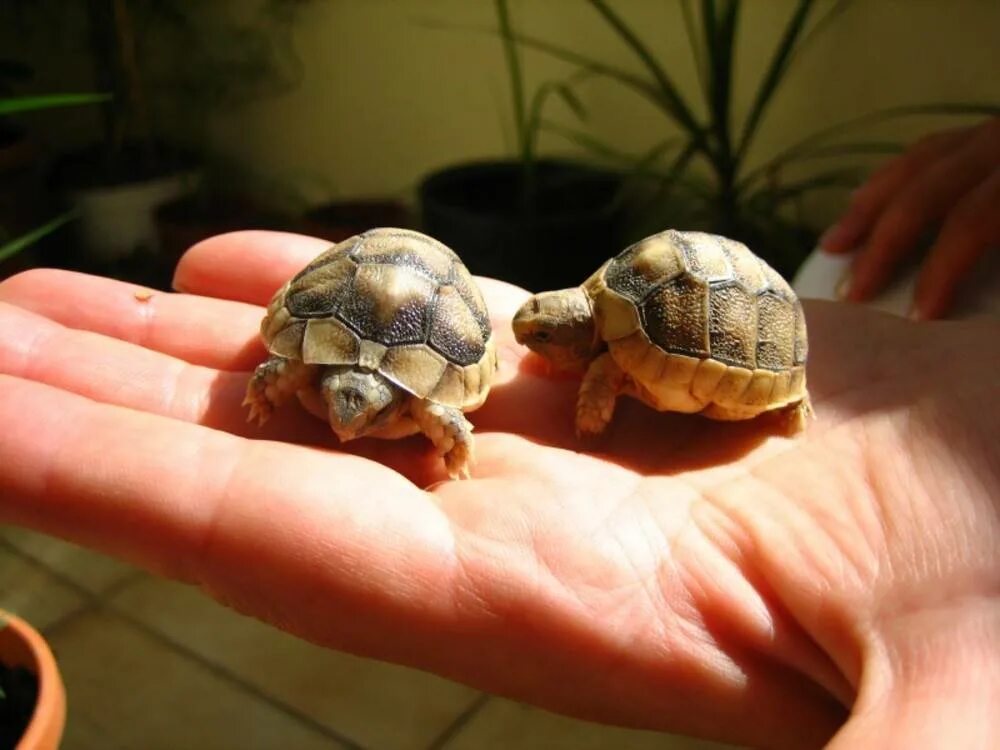 Среднеазиатская сухопутная черепаха. Черепашонок сухопутной черепахи. Красноухая черепаха сухопутная. Среднеазиатская черепаха маленькая.