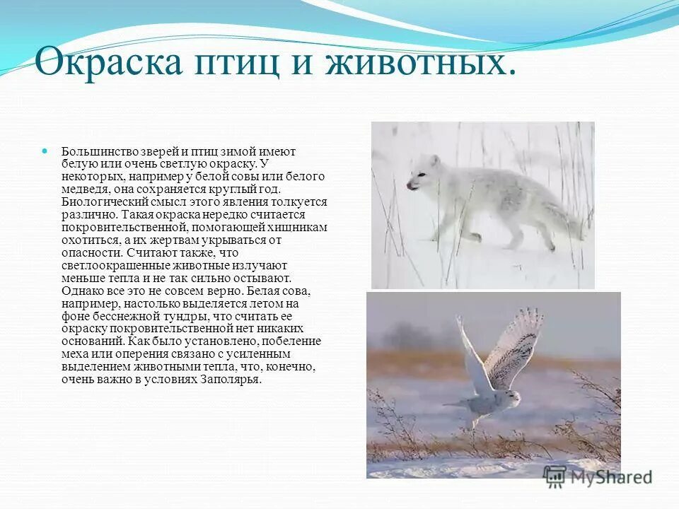 Класс млекопитающие биология. Сохранение исчезающих видов животных и растений. Потомство зверей весной. Класс млекопитающие 7 класс. Эволюционные изменения млекопитающих.