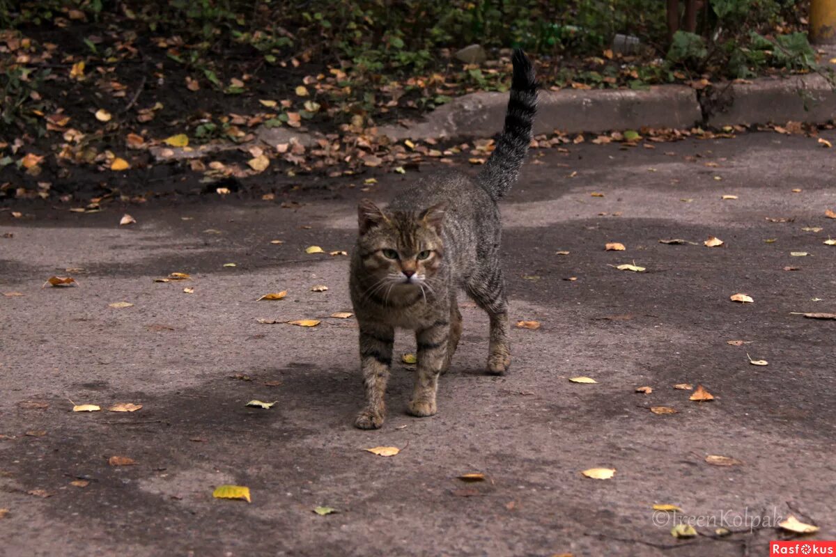 Звуки гуляющих котов. Кот гуляет. Коты гуляют. Котик гуляет на улице. Коты гуляют на улице.