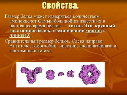 Презентация белки 10 класс биология профильный уровень